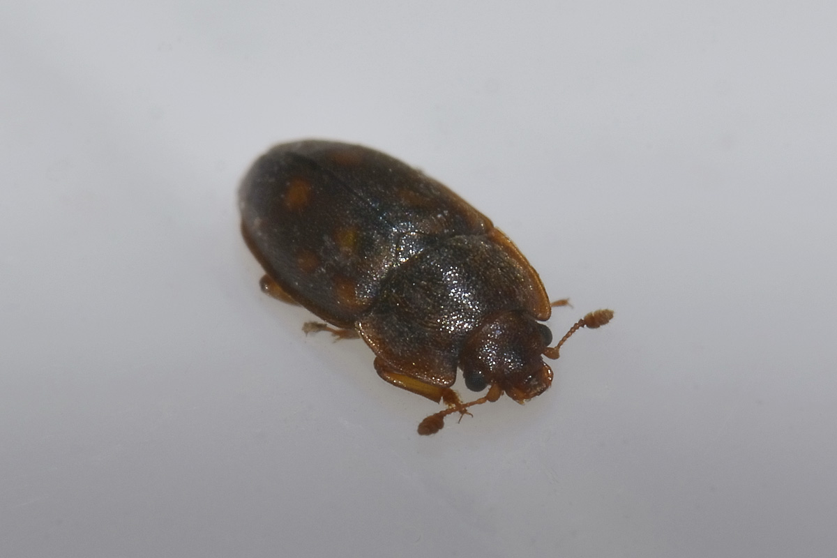 Epuraea fuscicollis, maschio, Nitidulidae
